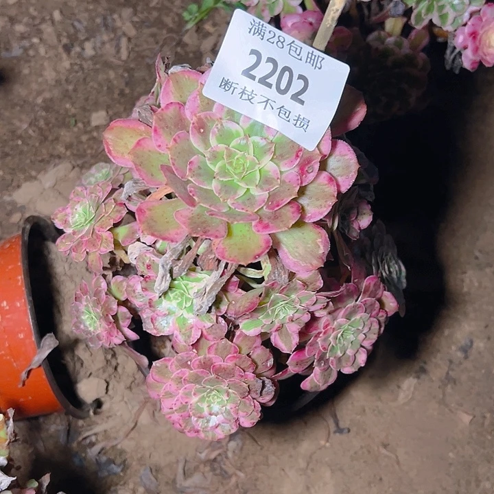 2202霁月多肉植物保护