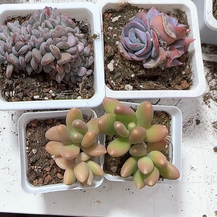 ?***?青蛙王子儿童牙膏111