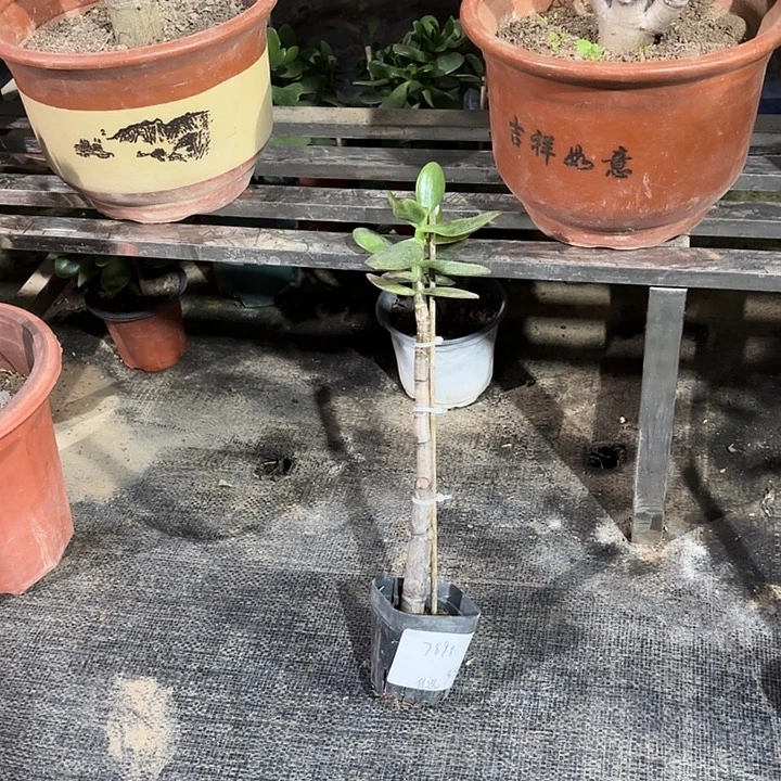 堡***选当前无花栽培后可以开花9.9