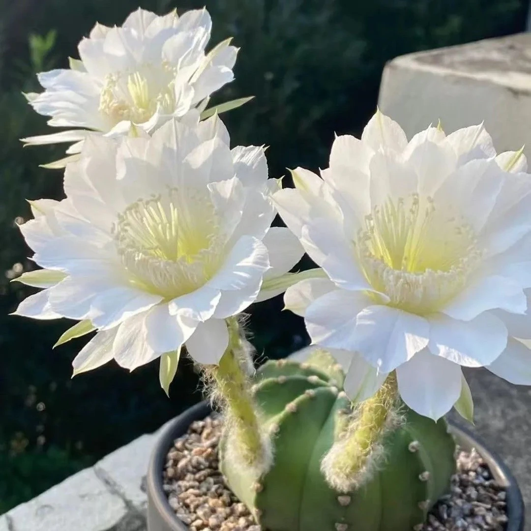 短毛丸实生仙人球室内阳台多肉开花药用植物防辐射仙人掌花卉盆栽