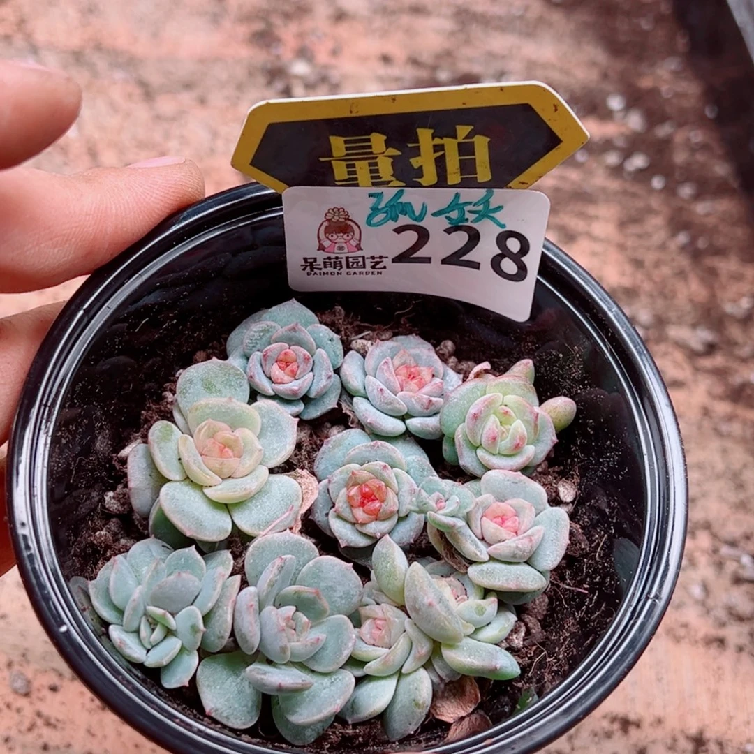 多肉植物多肉植物