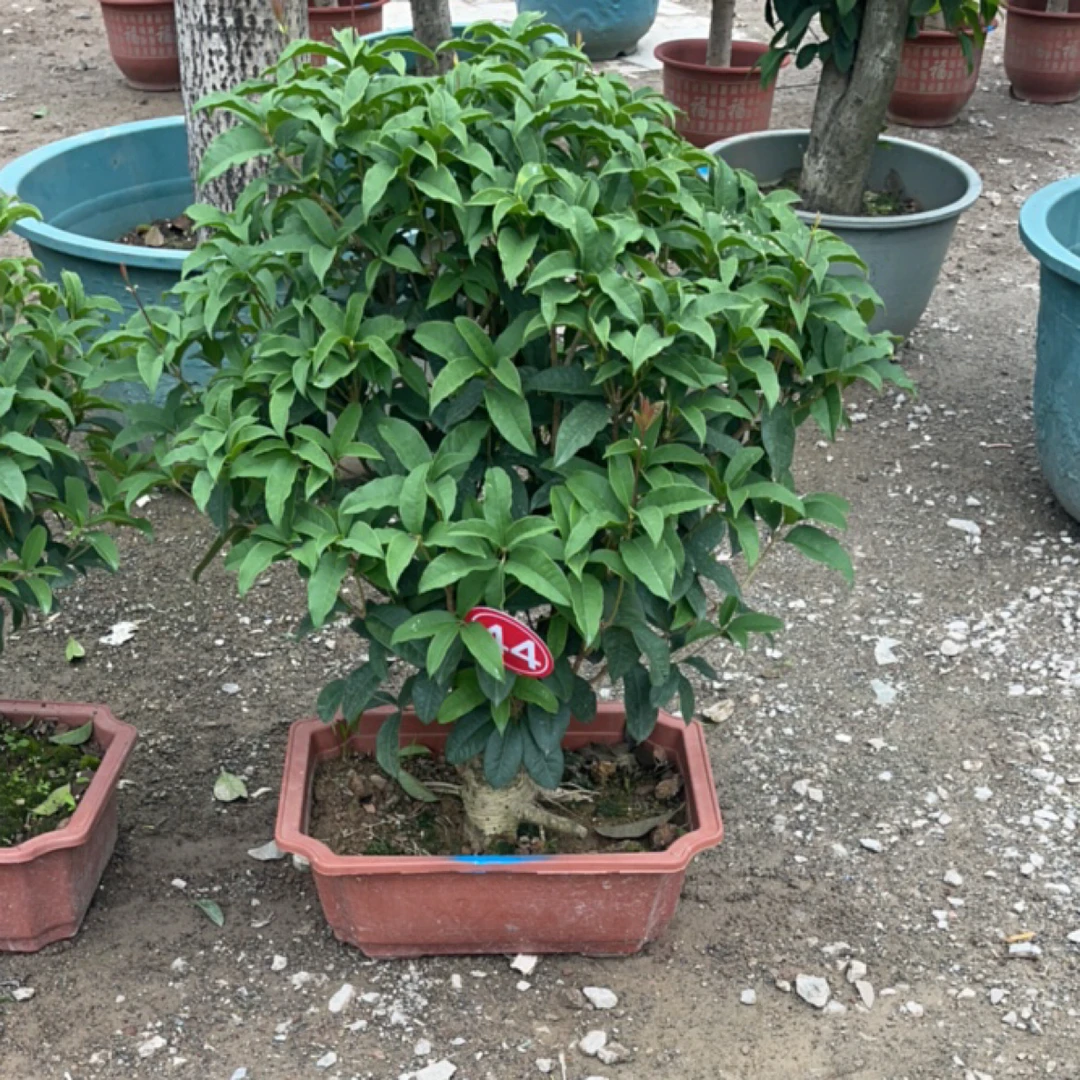 大型精品老桩四季桂 【专用链接】请勿自行下单 盆景 四季黄金桂