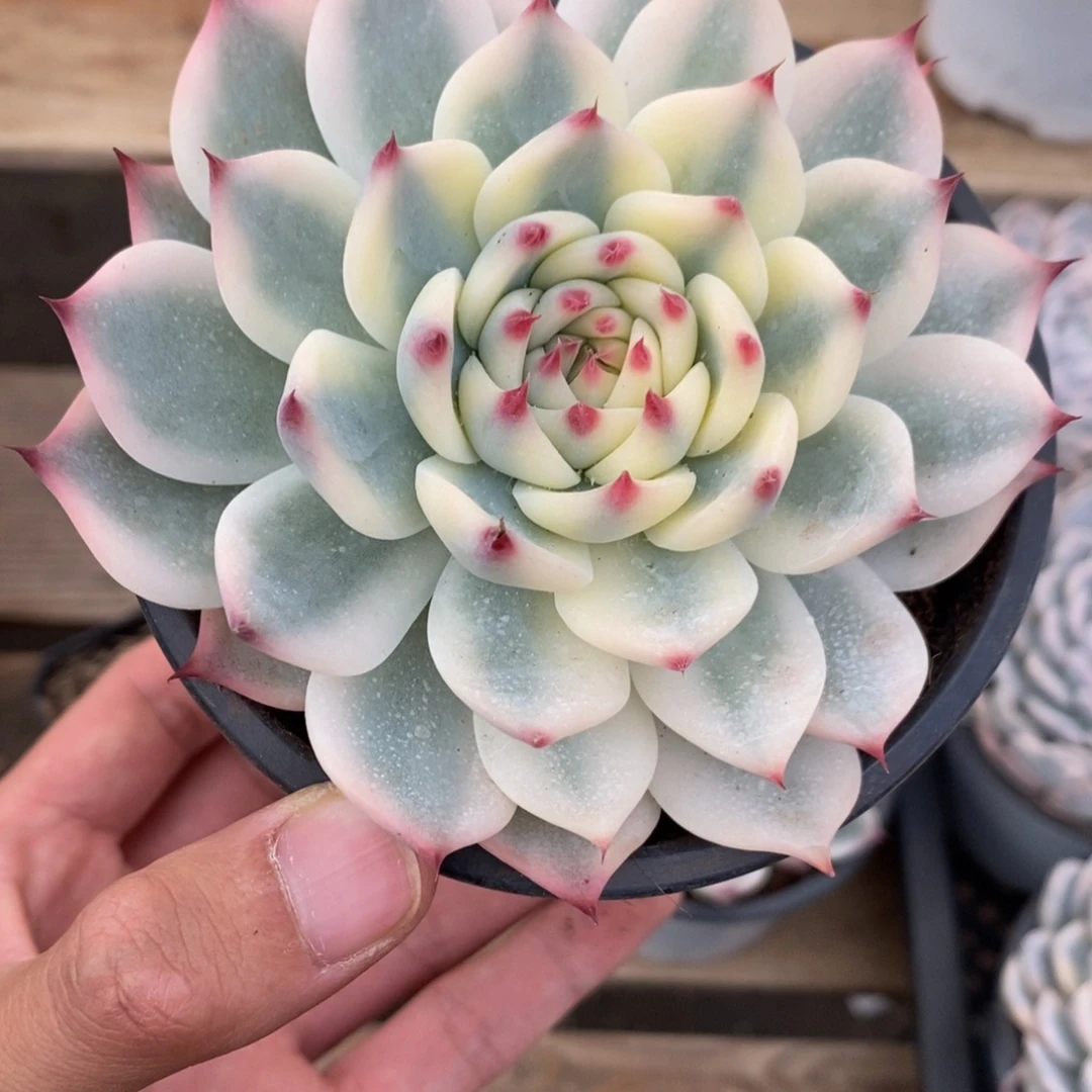 吉娃娃锦多肉植物6988