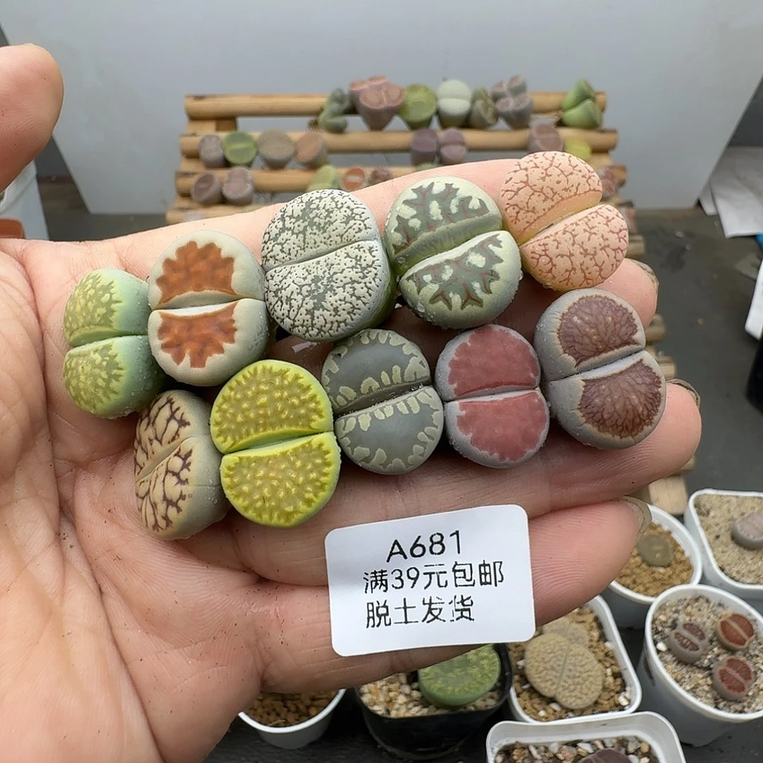 681多肉哈哈哈哈哈哈哈