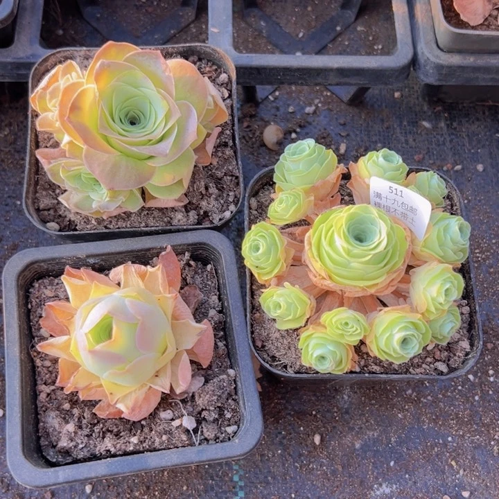 511 裸根不带土发货