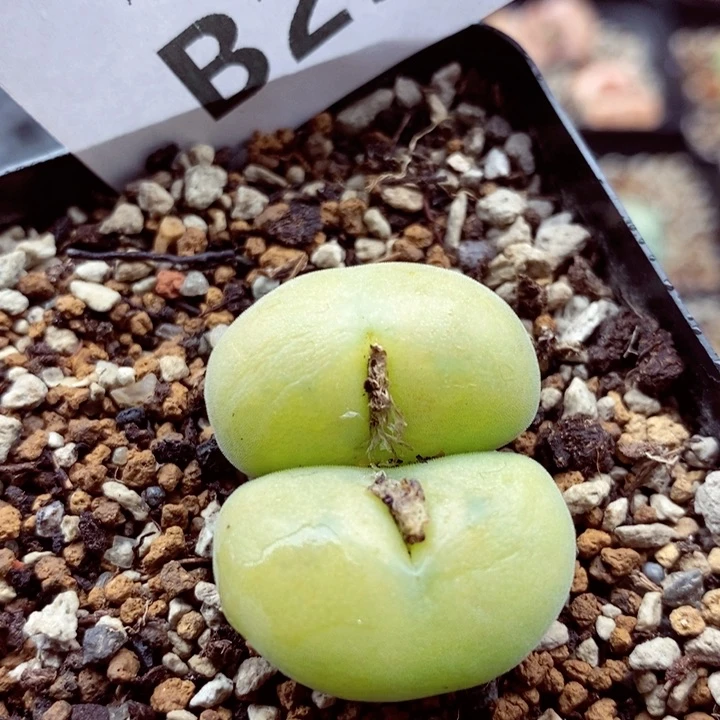 我的小姐姐们都是252