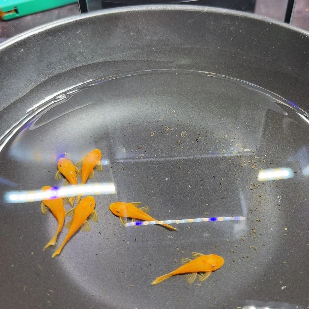 孔雀鱼黄金胡子六条