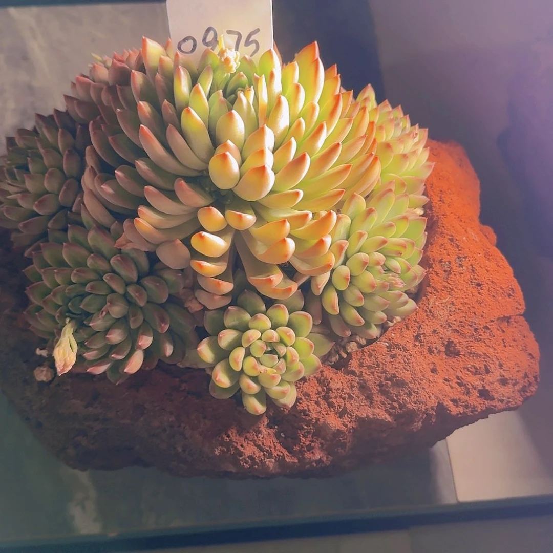 风0975星级迷航多肉植物