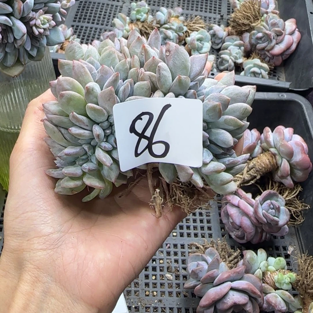 星影缀化有侧切一物一拍86