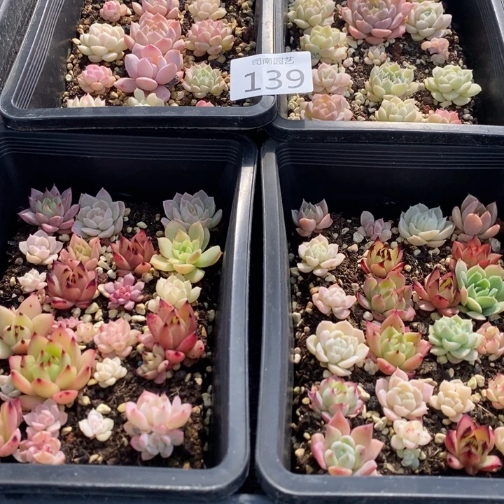 139 多肉植物盆栽花卉
