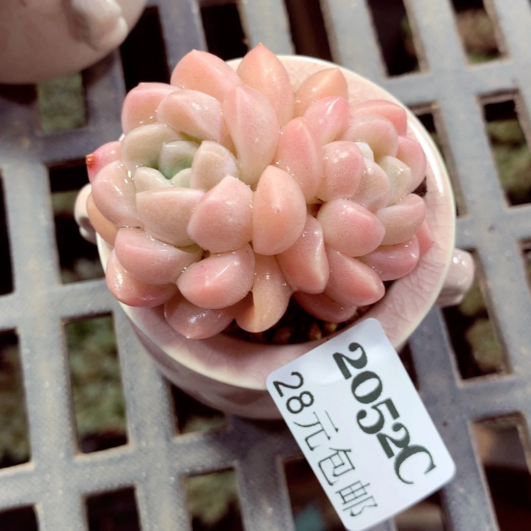 5厘米盆精控多肉2052