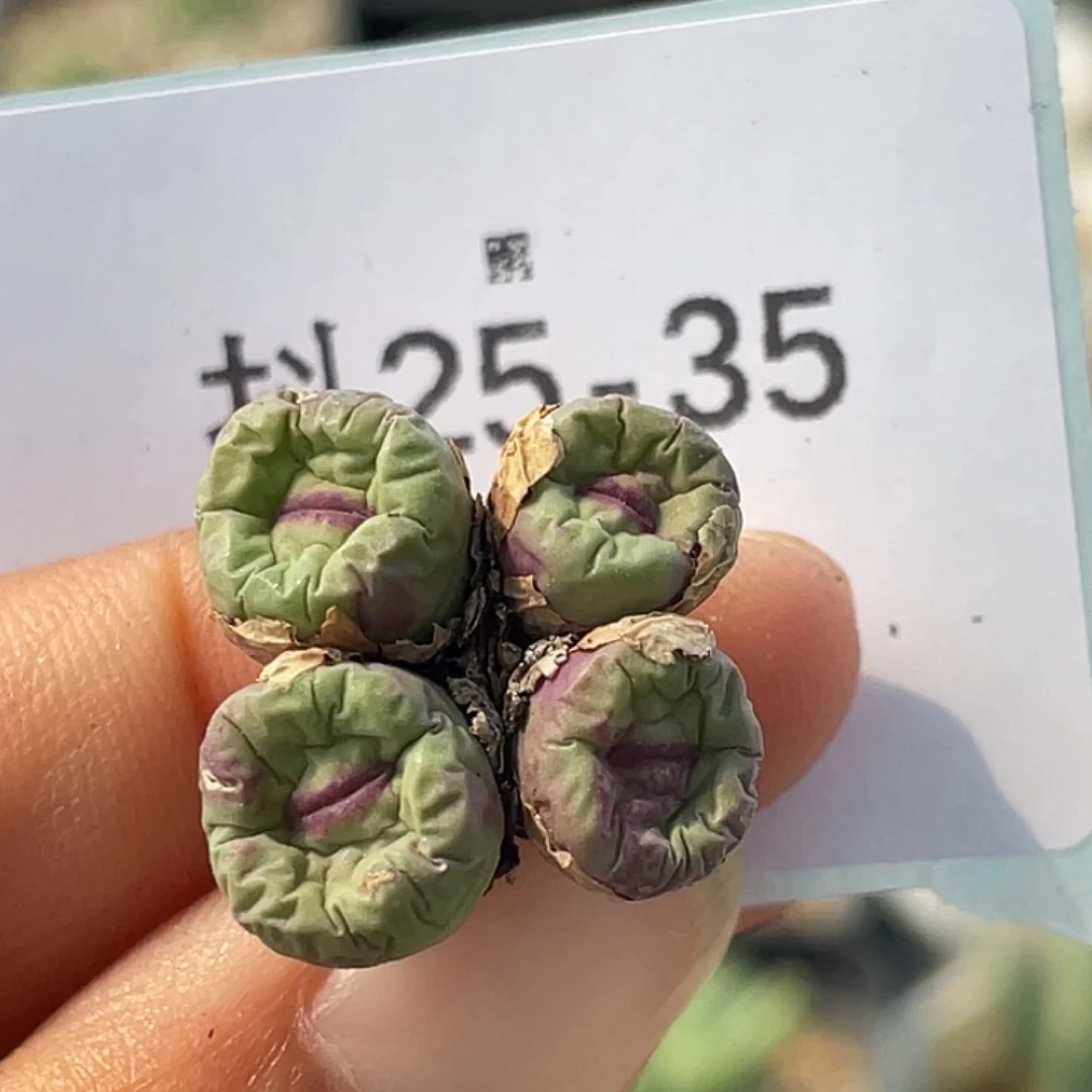 25-35嘴多肉植物肉锥