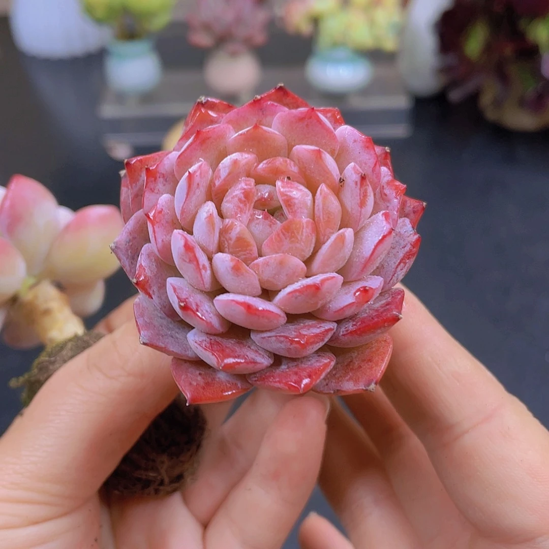 多肉无土栽培多肉植物