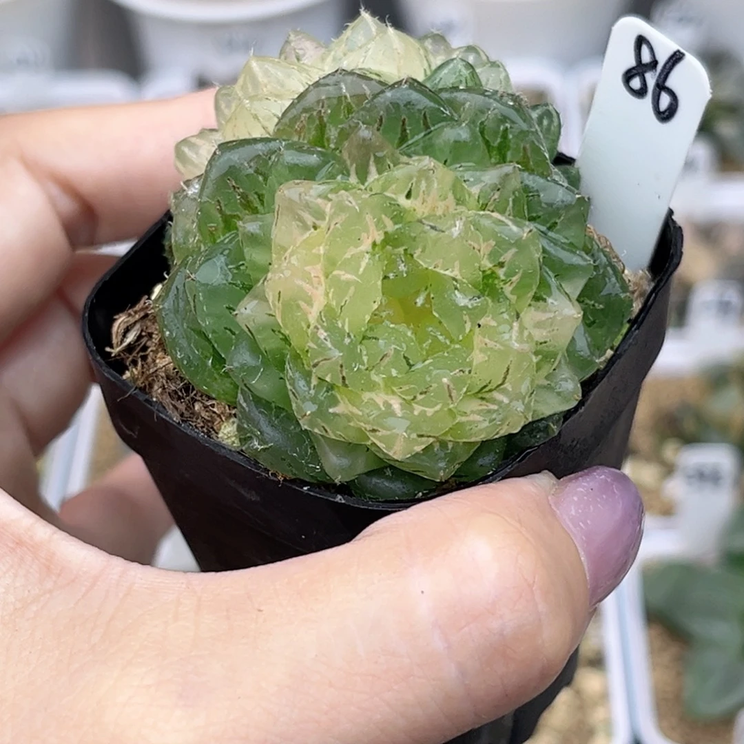 86双头翠云锦福利专场