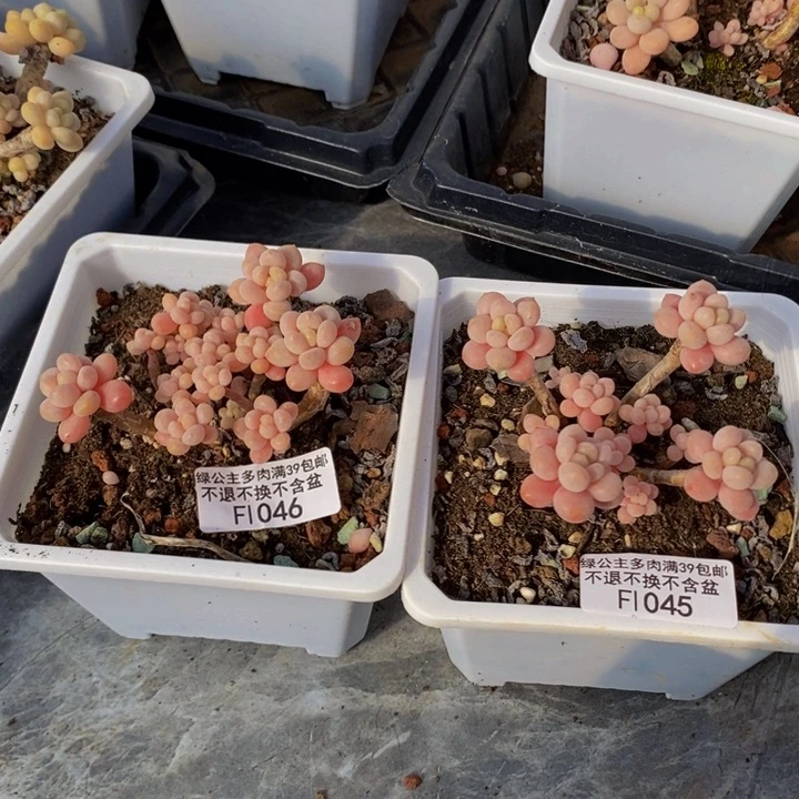 鱼子酱2棵不包整多肉植物