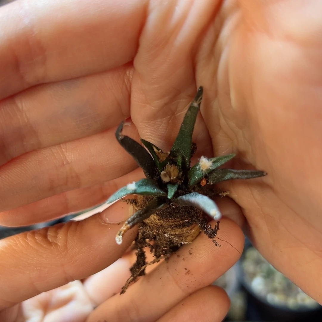 实生龙舌兰牡丹3公分带盆