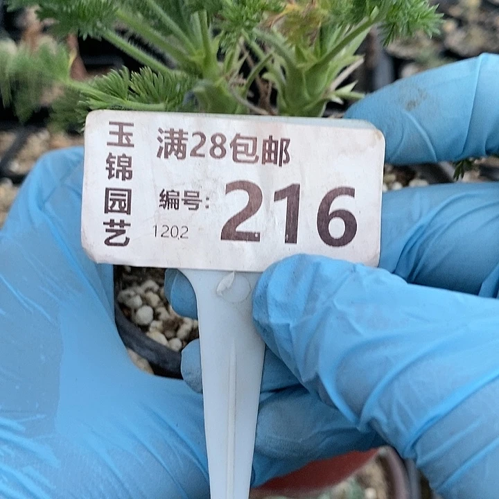 216一一一一一一一一一