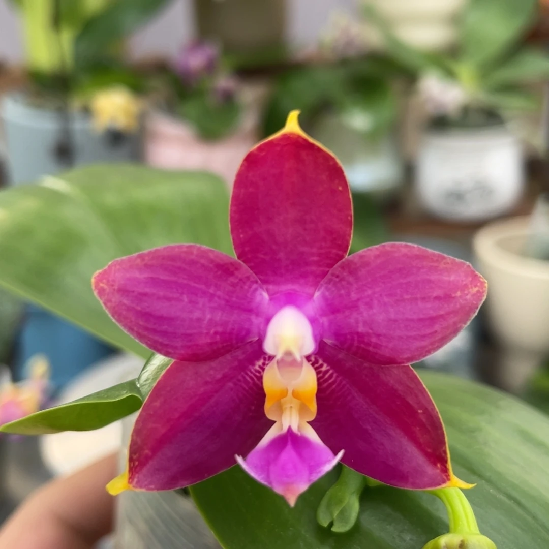 完全开放双11特惠