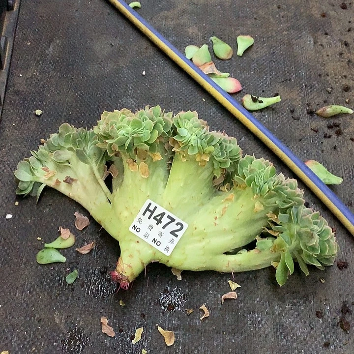 星娜塔缀化 非偏远38包邮 节后发货