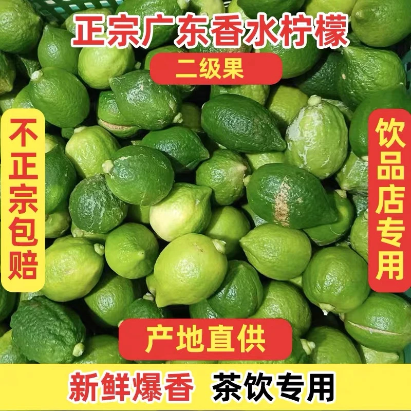 （二级果）广东香水柠檬 单颗包膜 泡沫箱冰袋保鲜发货果园直发