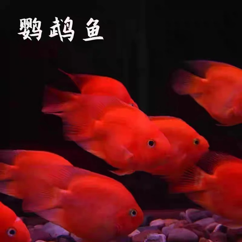 血红鹦鹉鱼大型热带淡水观赏鱼适合与银龙招财鱼混养