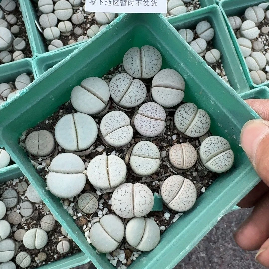 1295 哈哈哈哈哈哈哈哈哈哈哈