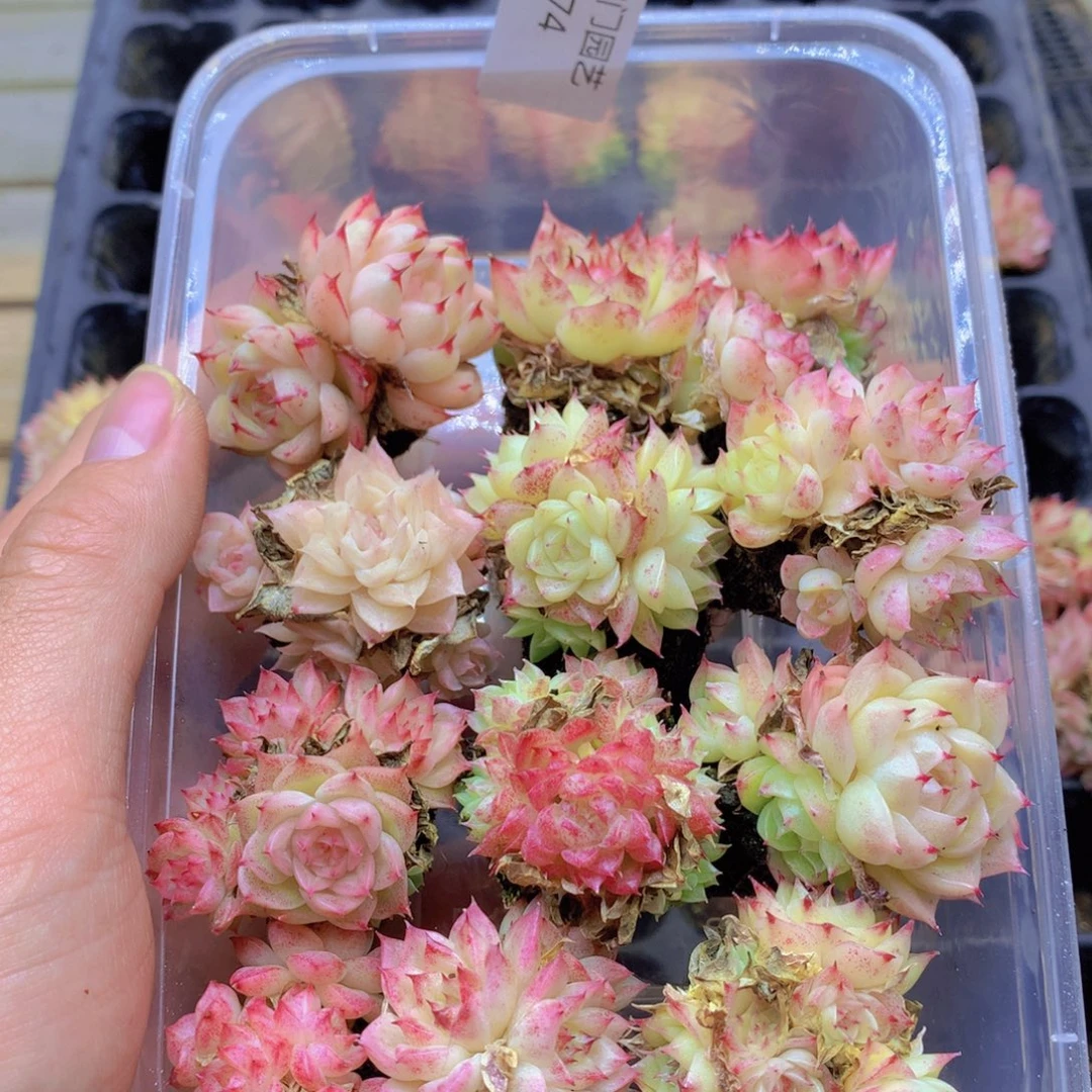 我要去看你了啊074