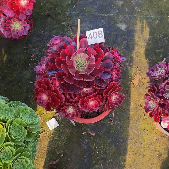 睦*0000000000000408美杜莎