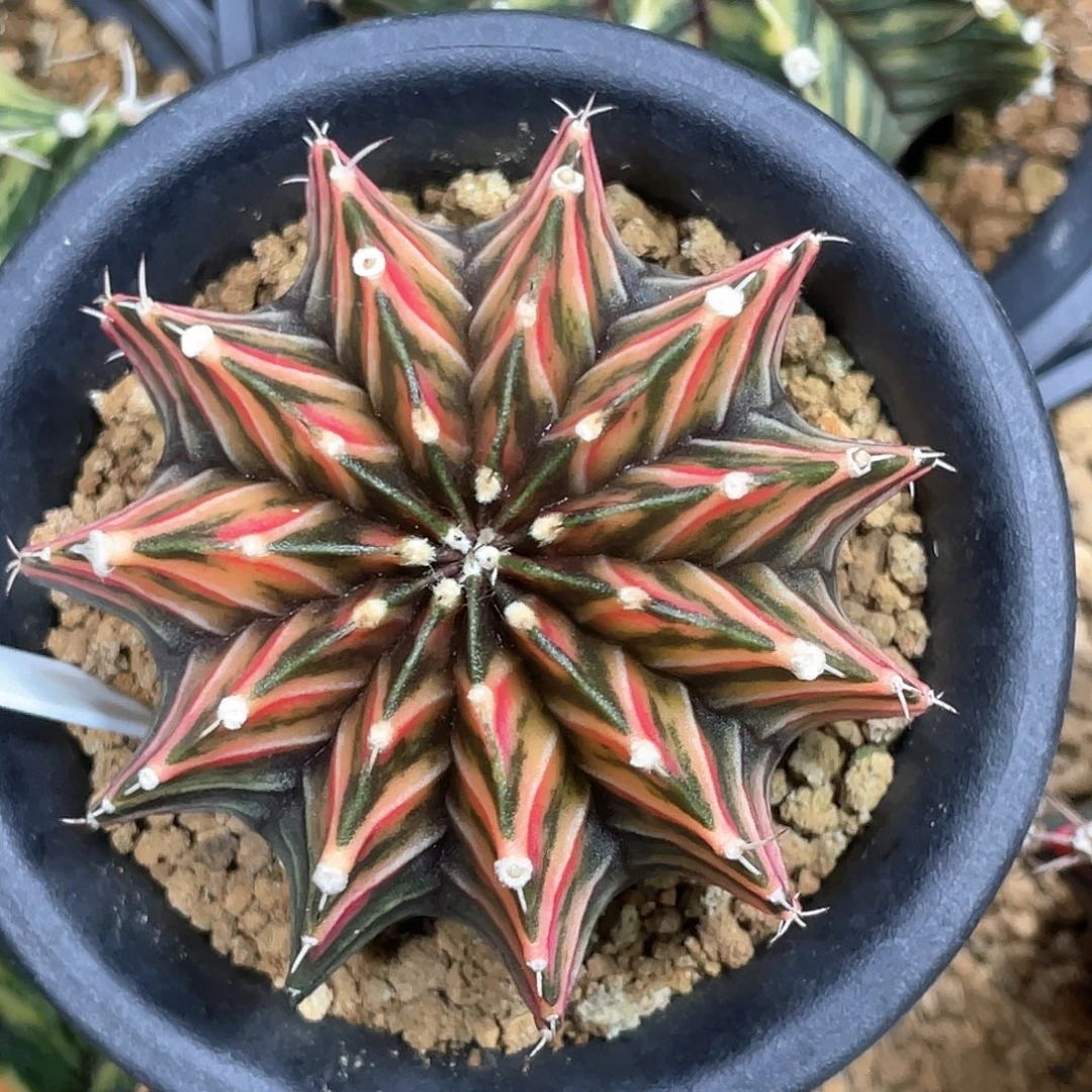 无花朵泰系实生根，红老虎