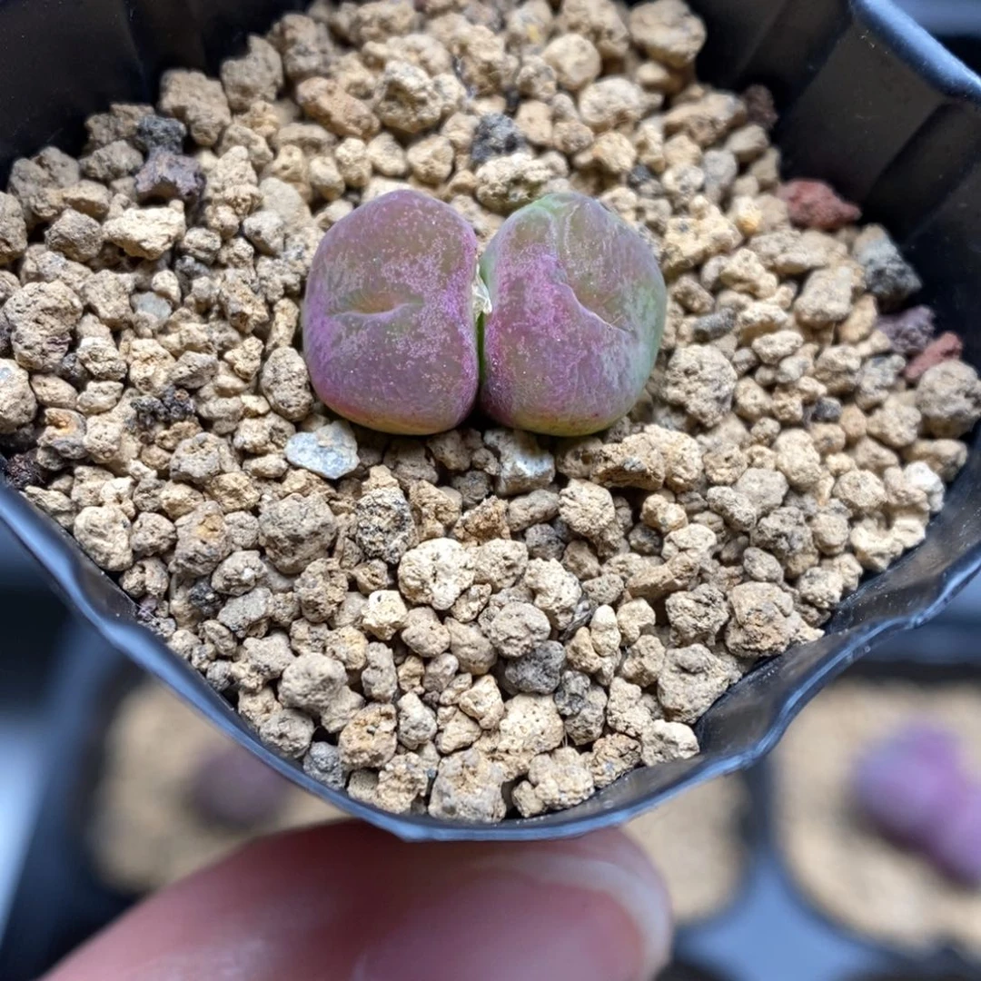 多肉植物肉锥杂交K-5197 甜甜圈杂 石化 荧光粉