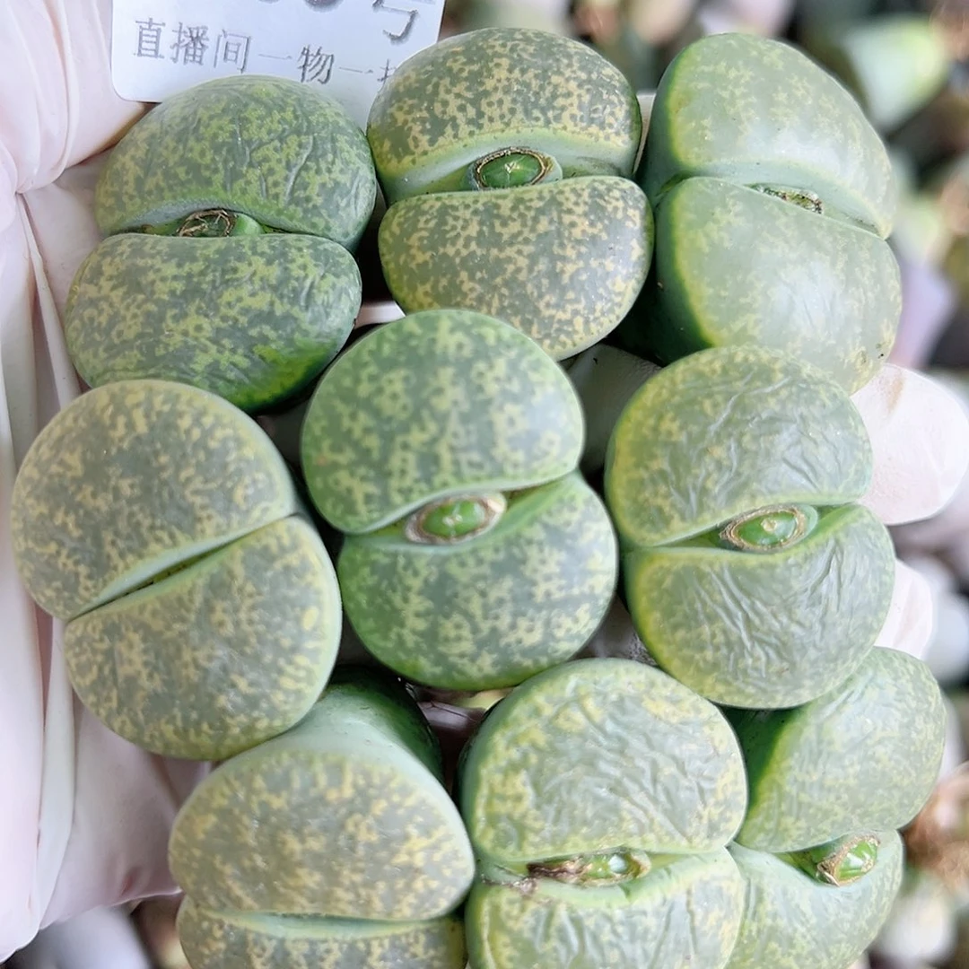 8605 好养易活生石花大母本9个