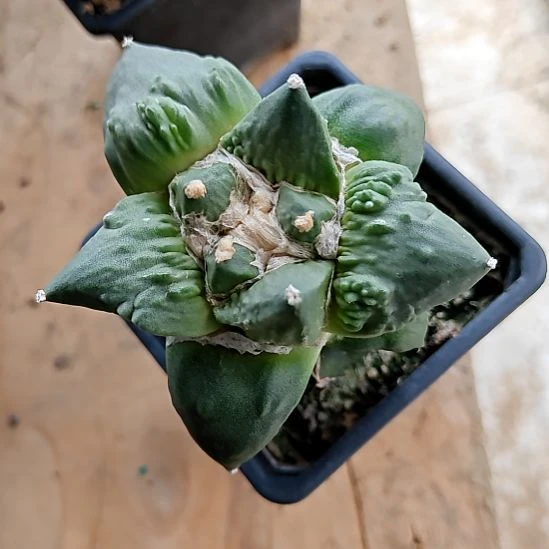 草球苗接怒涛牡丹一物一拍