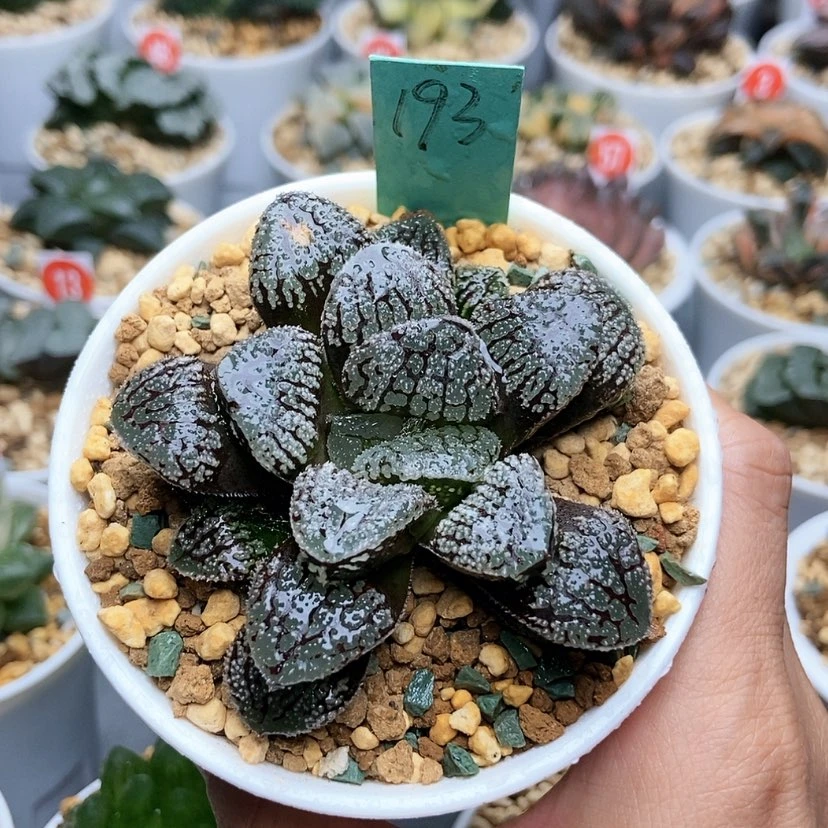 【闪购商品】192摩多寿