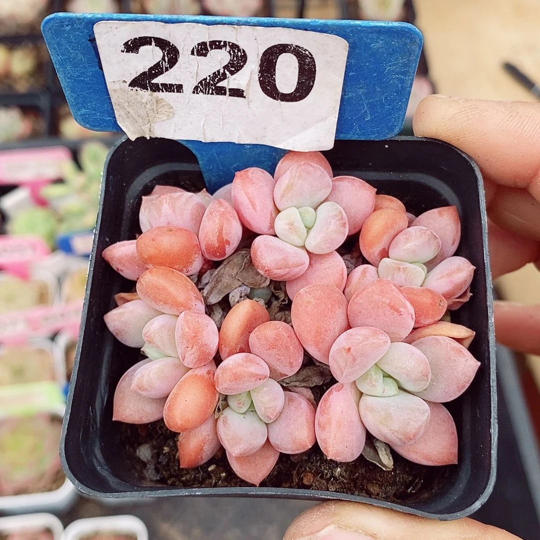 意乱情迷福利6cm