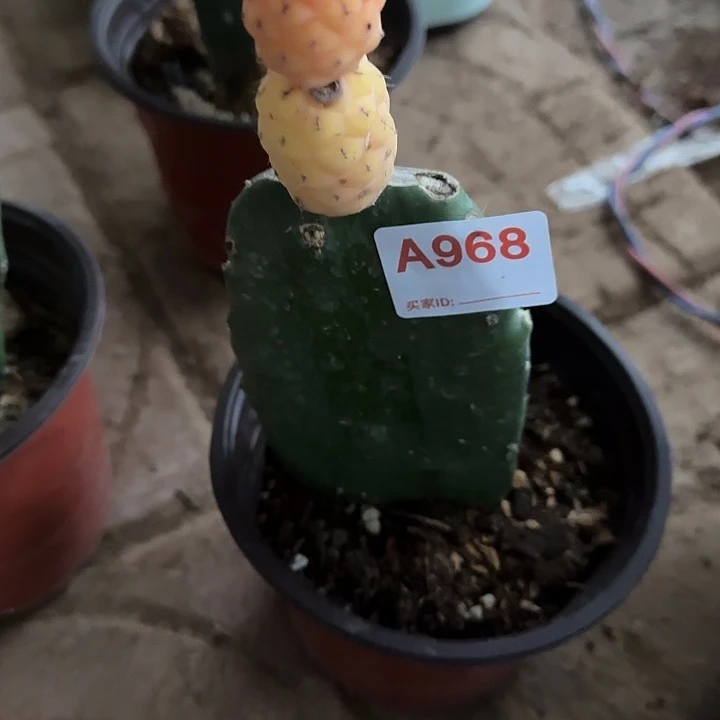 牧***霞无花朵嫁接习锦968