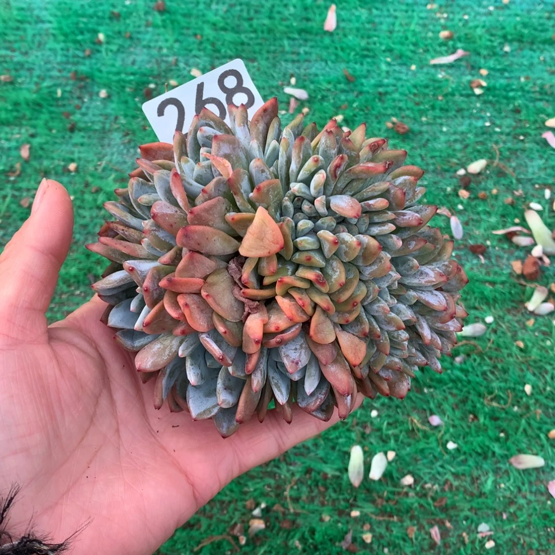 268橙子缀化多肉植物有瑕