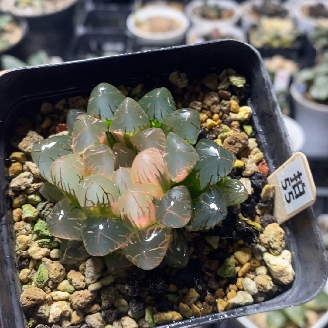 不开花植物55玉露十二卷多肉植物