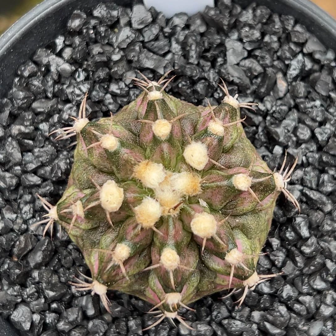 579泰系海神，带盆土发货