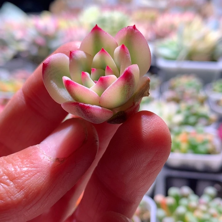 三文鱼白覆轮锦无根