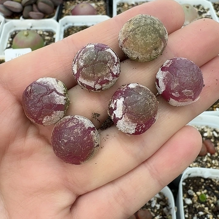 老马生石花1.6灯泡945