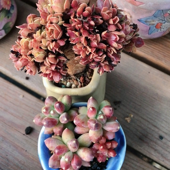 【闪购商品】游游叶叶两个不带盆