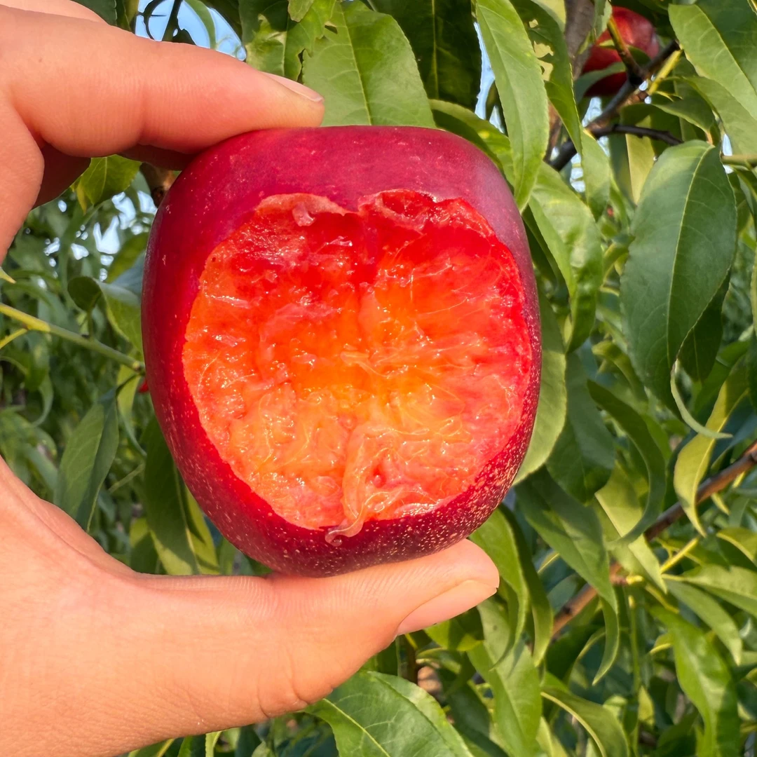 北京平谷 旱地斑点红油桃  京津冀包邮