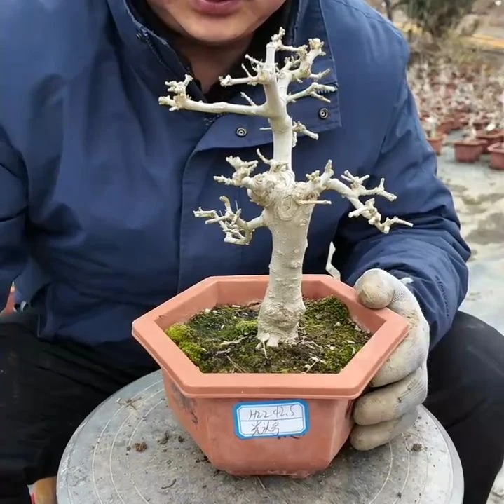 无花朵高度22粗2.5白蜡