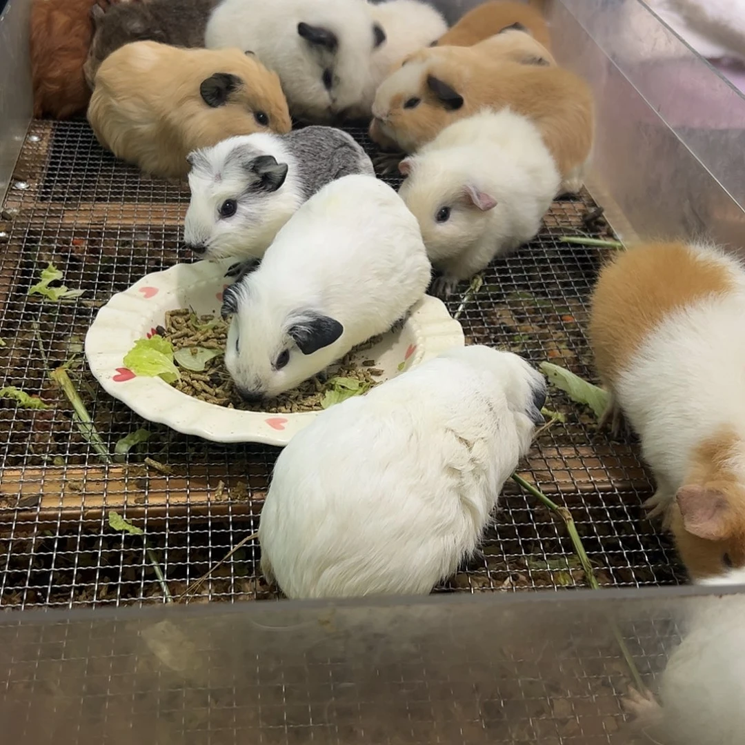 白色冠毛英短弟弟128