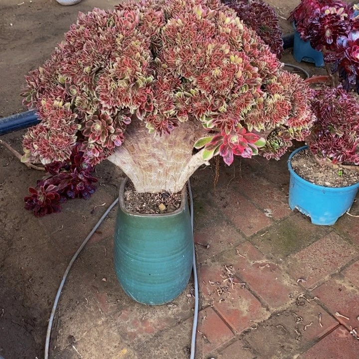 女神缀化多肉1颗