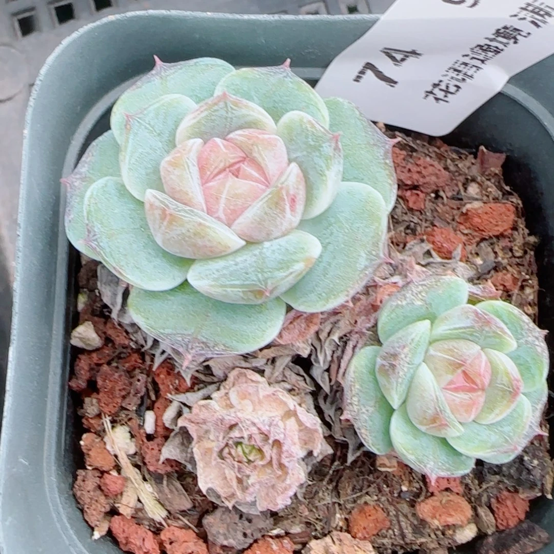 子***轩花语逸镜0910-74糖心散