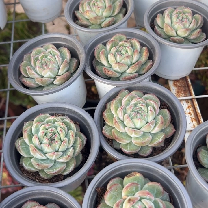 新疆包邮 雪花珍妮