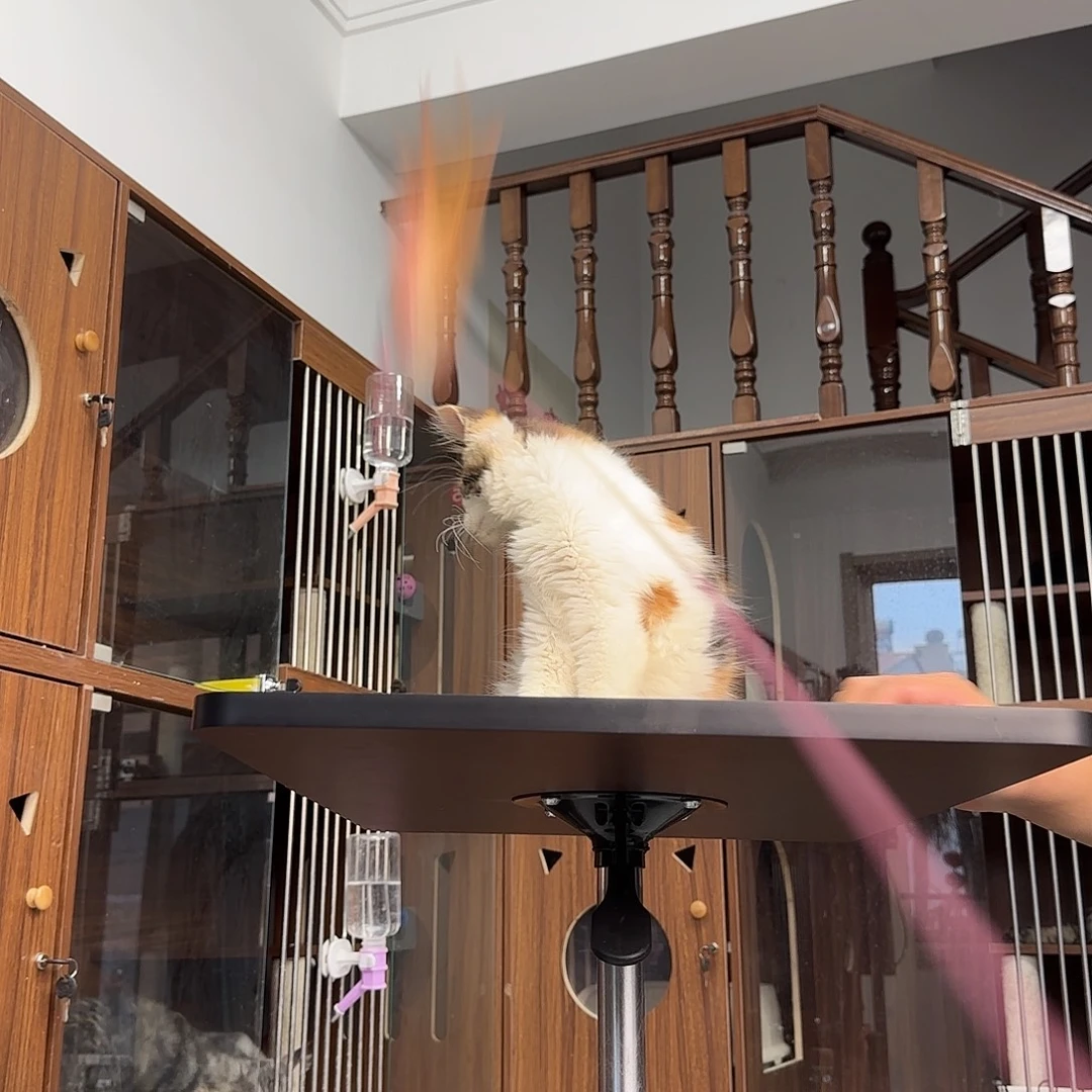 缅因猫好看的霸气缅因找姨姨