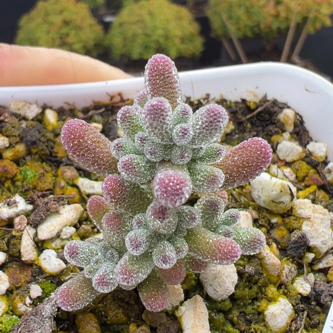 dy5360实生紫冰晶冠幅2.3cm