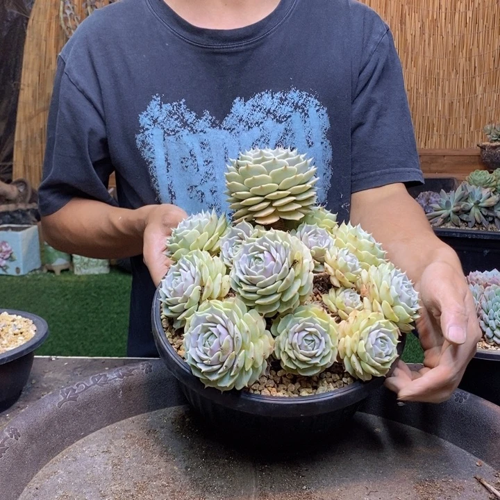 小***李438号露娜莲多肉植物